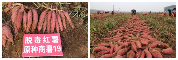 商薯19