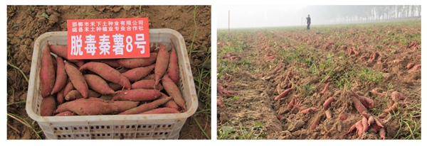 秦薯8號