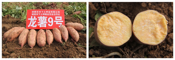 龍薯9號